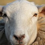 Einem Schaf wurde in Kleinblittersdorf-Bliesransbach das Horn aus dem Kopf gerissen. Symbolfoto.