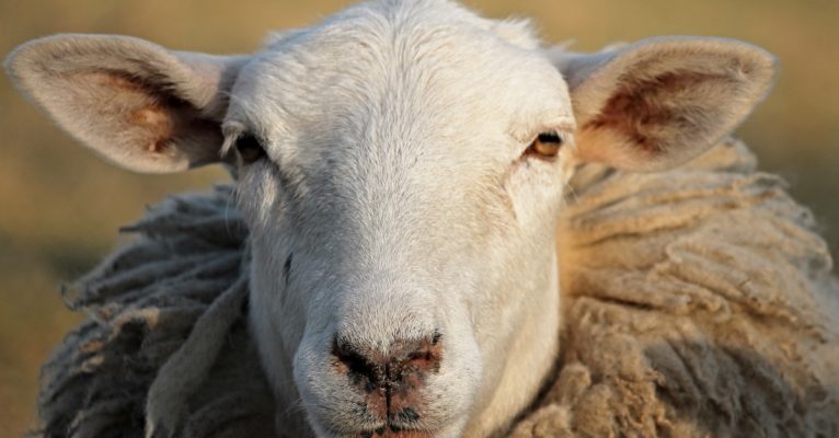 Einem Schaf wurde in Kleinblittersdorf-Bliesransbach das Horn aus dem Kopf gerissen. Symbolfoto.