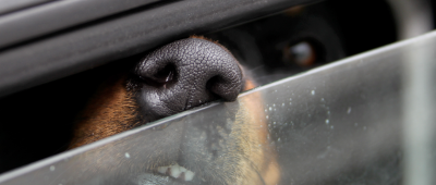 Für Hunde wird die Hitze im Sommer zur Qual. Symbolfoto: dpa-Bildfunk/Stephan Jansen