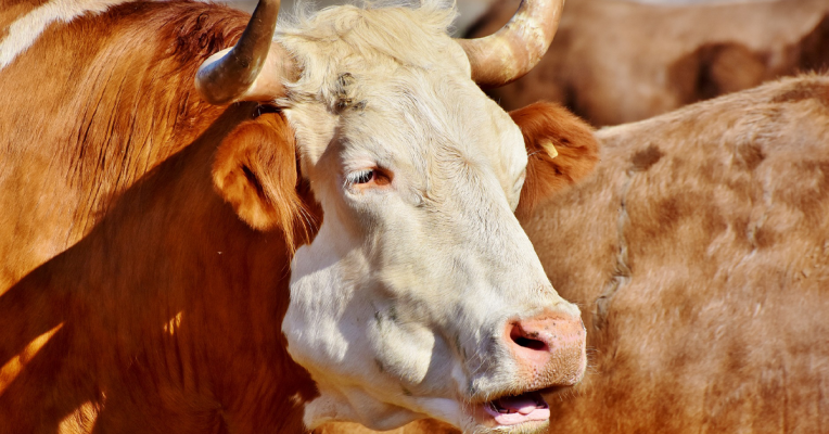 Rund 700 Kilogramm soll der flüchtige Stier auf die Waage bringen. Symbolfoto: Pixabay (CC0-Lizenz)