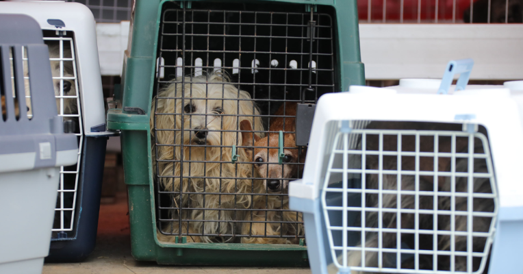 Zu den geretteten Tieren gehören auch 32 Hunde. Foto: BeckerBredel