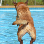 Im Oktober findet im Freibad Riegelsberg das traditionelle Hundeschwimmen statt. Symbolfoto: Pixabay (CC0-Lizenz)