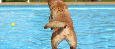 Im Oktober findet im Freibad Riegelsberg das traditionelle Hundeschwimmen statt. Symbolfoto: Pixabay (CC0-Lizenz)