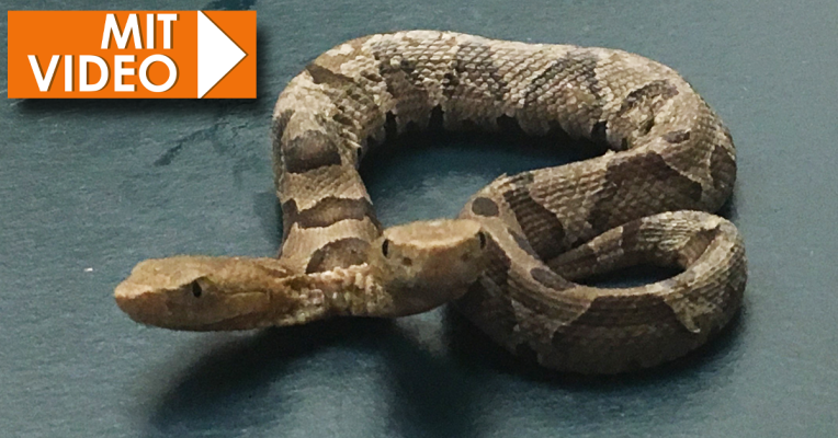 Diese zweiköpfige Schlange fand eine Privatperson im Garten. Foto: dpa-Bildfunk/Uncredited/Wildlife Center of Virginia