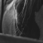 Etwa zehn Pferde sollen auf dem Hof leben. Symbolfoto: Pixabay (CC0-Lizenz)