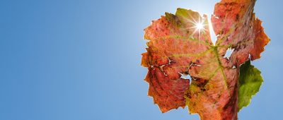 Sommer satt zum Herbst im Saarland. Foto: Sebastian Gollnow/dpa-Bildfunk.