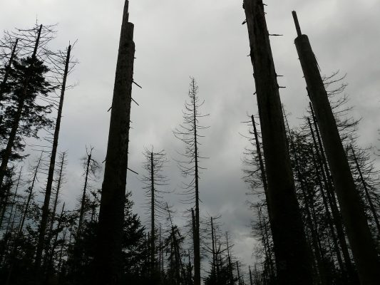 Die Trockenheit setzt vor allem den Nadelwäldern zu. Symbolbild Pixarbay