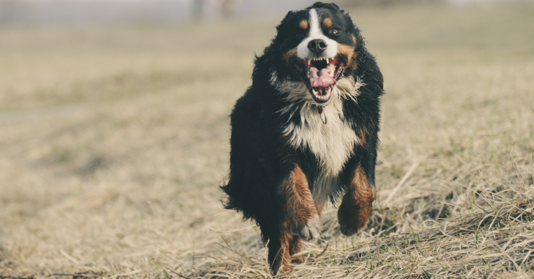 Fremde, nicht angeleinte Hunde - außerhalb der Kontrolle durch den Halter - dürfen abgewehrt werden. Symbolfoto: Pixabay (CC0-Lizenz)