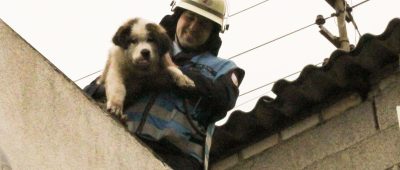 Unbeschadet konnte die Feuerwehr den Hund vom Dach befreien. Foto: Rolf Ruppenthal