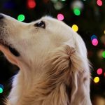 Für Hunde ist ein Besuch auf dem Weihnachtsmarkt oftmals Stress pur. Symbolfoto: Leah Kelley/Pexels