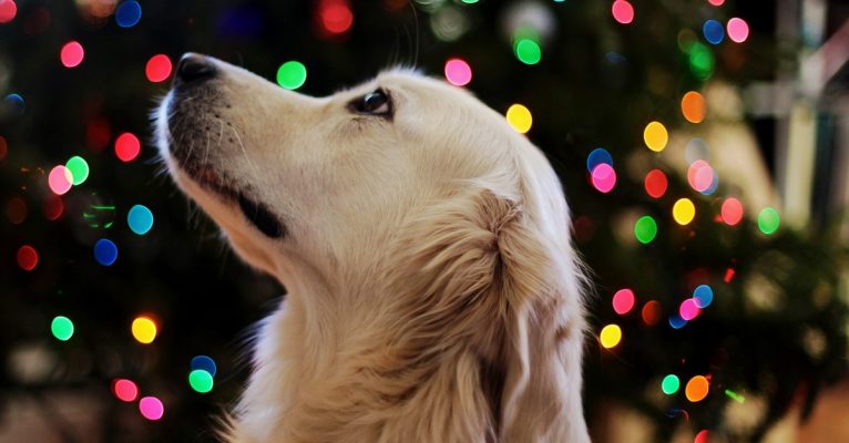 Für Hunde ist ein Besuch auf dem Weihnachtsmarkt oftmals Stress pur. Symbolfoto: Leah Kelley/Pexels
