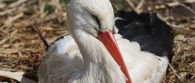 Der Storch verstarb im Wildpark Freisen - aufgrund seiner schweren Verletzungen. Symbolfoto: Pixabay (CC0-Lizenz)