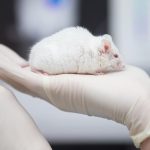 Eine Mitarbeiterin einer tierexperimentellen Forschungseinrichtung hat in einem Labor eine Maus in der Hand. Foto: Friso Gentsch/Archiv