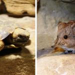 Die Spaltenschildkröten werden zusammen mit den Kurzohrrüsselspringern in einem Großterrarium leben. Fotos: Christian Andres/Neunkircher Zoo.