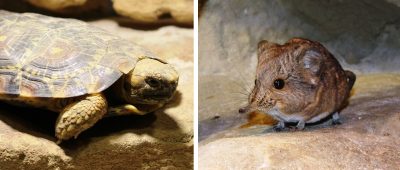 Die Spaltenschildkröten werden zusammen mit den Kurzohrrüsselspringern in einem Großterrarium leben. Fotos: Christian Andres/Neunkircher Zoo.