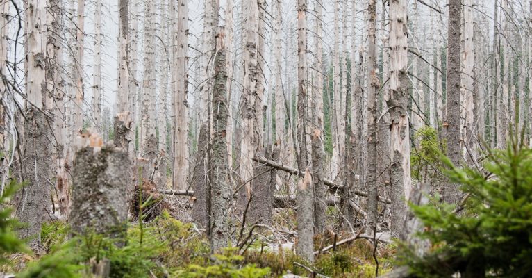 Der Borkenkäfer hat in den Wäldern im Saarland zahlreiche Bäume befallen und einen großen Schaden verursacht. Symbolfoto: Julian Stratenschulte/dpa-Bildfunk