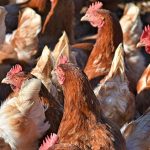 16 Hühner köpfte ein bislang unbekannter Täter in Neunkirchen. Symbolfoto.