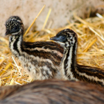 Die beiden Emu-Küken sind frisch geschlüpft. Foto: Zoo Saarbrücken
