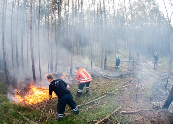 In Dillingen brannte ein 2.000 Quadratmeter großes Waldstück. Symbolfoto: Julian Stratenschulte/dpa-Bildfunk