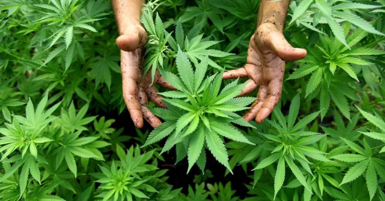 Cannabis ist in Deutschland bislang illegal. Symbolfoto: Abir Sultan/dpa-Bildfunk