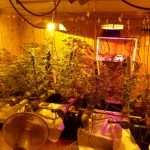 Eine Cannabis-Indoorplantage mit Pflanzen und Equipment ist in Schwalbach entdeckt worden (Foto: Zollfahndungsamt Frankfurt a.M.)