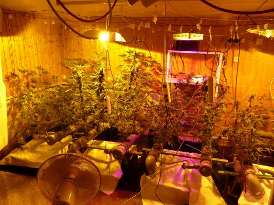 Eine Cannabis-Indoorplantage mit Pflanzen und Equipment ist in Schwalbach entdeckt worden (Foto: Zollfahndungsamt Frankfurt a.M.)