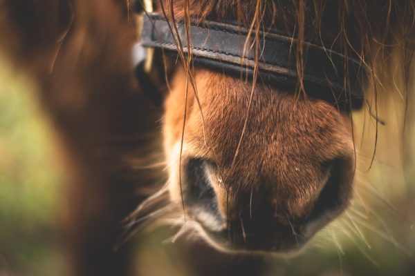 Auf einem Pferdehof in Nassweiler wurde einem Pony der Bauch aufgeschlitzt. Symbolfoto: Pixabay