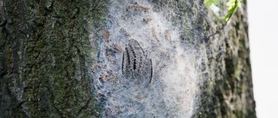 Der Eichenprozessionsspinner wurde in Saarlouis und Neunkirchen gesichtet und kann allergische Reaktionen auslösen. Symbolfoto: Bodo Marks/dpa-Bildfunk