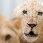 Diese Aufnahme zeigt die beiden Löwen. Foto: Bittner.photography / Zoo Neunkirchen