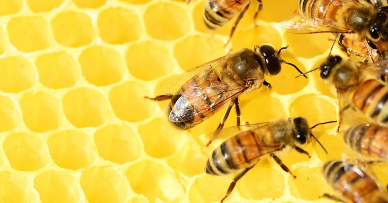 Im Garten des Saarbrücker Schlosses leben etwa 200.000 Bienen. Symbolfoto: Pixabay (CC0-Lizenz)