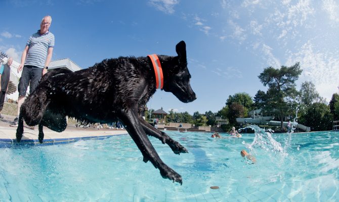 Das Freibad Schwalbach lädt am morgigen Sonntag (08.09.2019) zum Hundeschwimmen ein. Symbolfoto: Julian Stratenschulte/dpa-Bildfunk