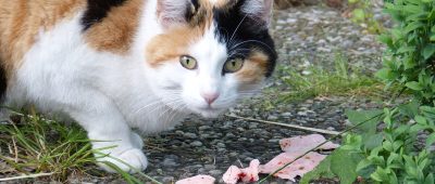 In Niederlinxweiler fraß eine Katze Giftköder in Wursttücken. Symbolfoto: Pixabay