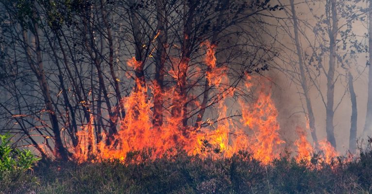 Vor allem Waldbrände stellen die Feuerwehren vor neue Herausforderungen. Symbolfoto: Monika Skolimowska/dpa-Bildfunk