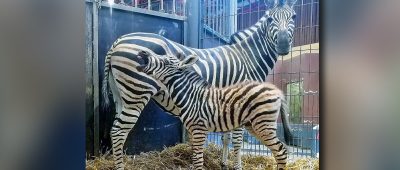 Dieses kleine Zebra galoppiert nun durch den Saarbrücker Zoo. Foto: Zoo Saarbrücken