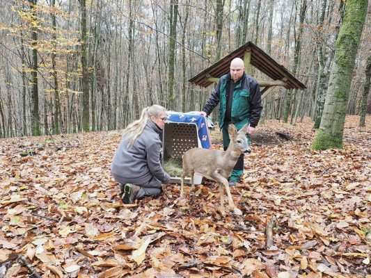 Jennifer Knur-Schmidt und Tierpfleger Christian Gauer entlassen das Rehkitz "Bambi" aus der Transportbox. Foto: Ralf Blechschmidt