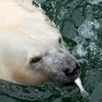 Der Zoo hat versucht, einen Eisbären auf einer Mülldeponie zu entsorgen. Symbolfoto: Christophe Gateau/dpa-Bildfunk