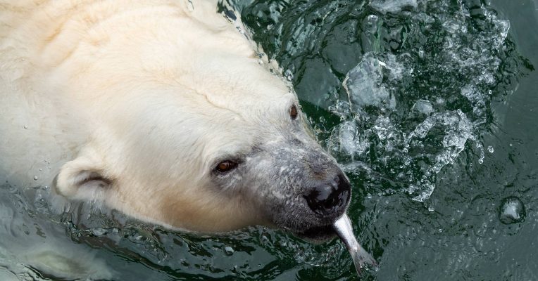 Der Zoo hat versucht, einen Eisbären auf einer Mülldeponie zu entsorgen. Symbolfoto: Christophe Gateau/dpa-Bildfunk
