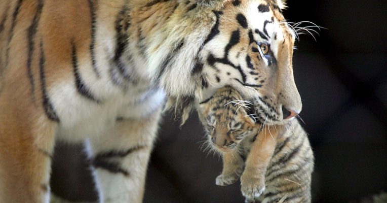 Die Tiger-Show soll den Zoo viel Geld gekostet haben; das führte wohl zu Schulden. Archivfoto: dpa-Bildfunk/epa Christophe Karaba