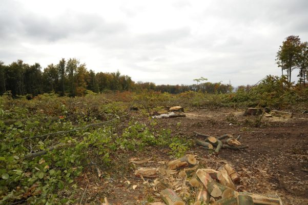 Bereits im Jahr 2008 wurde eine große Fläche des Waldes auf dem Hohberg für die Erweiterung der Sandgrube abgeholzt. Archivfoto: BeckerBredel