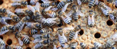 50.000 bis 60.000 Bienen kamen an einer Illinger Schule ums Leben. Symbolfoto: Jens Büttner/dpa-Bildfunk