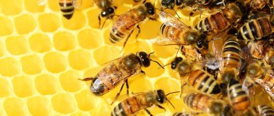 Bis zu 60.000 Bienen starben nach dem Vandalismus an der Fortuin-Schule in Illingen. Nun sollen neue Stöcke errichtet werden. Symbolfoto: Pixabay