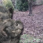 Nach Angaben einiger Bürger in Ensdorf sind aktuell Wildschweine für Schäden in Gärten verantwortlich. Foto (Hintergrund): Gabi Schumacher/Gemeinde Ensdorf | (Wildschwein) Pixabay