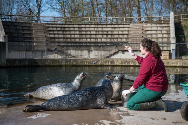 Tierpflegerin Alexandra Lagaly füttert im Zoo vor leeren Ränge die Seehunde. Normalerweise schauen viele Besucher bei der Fütterung zu. Foto: Oliver Dietze/dpa-Bildfunk