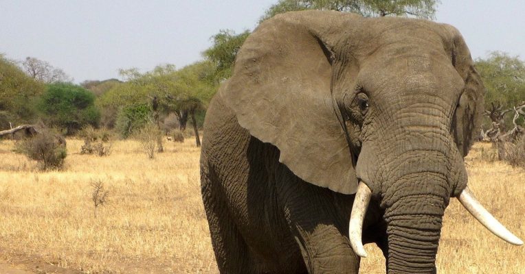 Zwei neue Elefanten sollen im Neunkircher Zoo einziehen. Symbolfoto: Pixabay