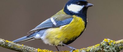 Saarländer sind dazu aufgerufen, in ihren Gärten Vögel zu zählen. Foto: Patrick Pleul/dpa-Bildfunk