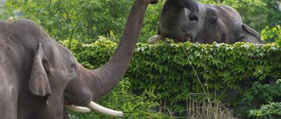 Zwei Elefanten des Leipziger Zoos ziehen nach Neunkirchen. Symbolfoto: dpa-Bildfunk/Lukas Schulze