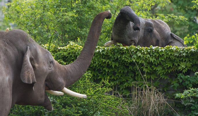 Zwei Elefanten des Leipziger Zoos ziehen nach Neunkirchen. Symbolfoto: dpa-Bildfunk/Lukas Schulze