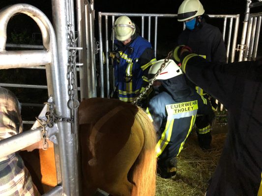 Das Pferd war in Theley zwischen Eisenstangen eingeklemmt. Foto: Freiwillige Feuerwehr Tholey, Löschbezirk Theley