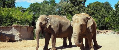 Die Elefantenkühe "Hoa" und "Trinh" leben im Neunkircher Zoo. Foto: Zoo Leipzig