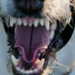 Der Hund war von einem anderen Vierbeiner attackiert worden, teilte die Polizei mit. Symbolfoto: Pixabay